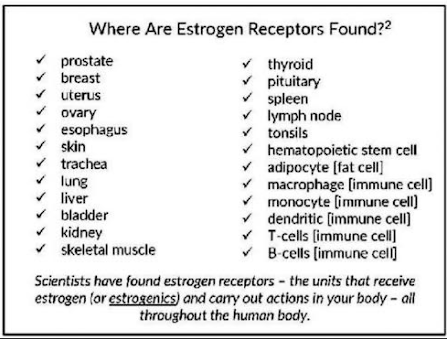 shows where estrogen receptors are found and therefore where plastic can have an effect